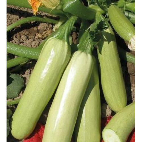 Izobilna Zucchini Dovlecei